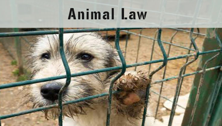 Animal Law